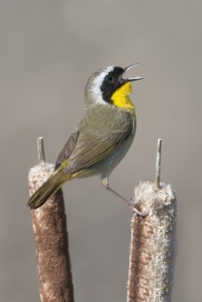 /userimg/R7z0J/JPG L common yellowthroat for print.jpg